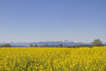 Rapsfeld vor Gebirgspanorama