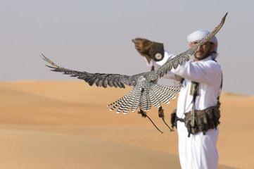 falcon and falconer training it in a desert