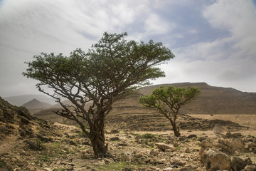frankincense trees