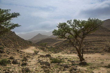 frankincense trees