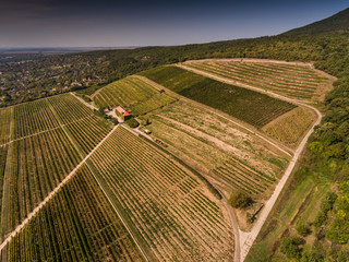 Vineyard from bird eye view