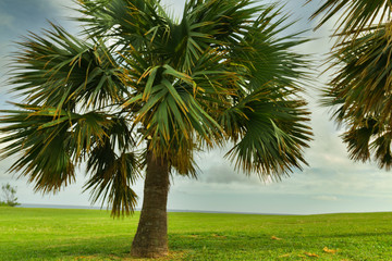 Palm Tree with stormy Bermuda sky