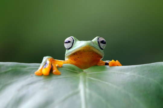 Tree frog, rhacophorus reinwardtii