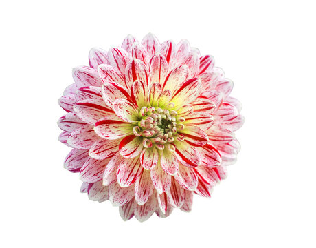 dahlia flower on a white background closeup
