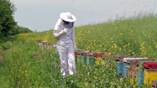front view of beekeeper in protection white suit inspecting his row of beehives near a green field of yellow canola flowers with bees swarming around him