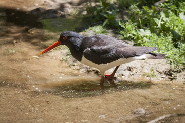 American oystercatcher standing in water
