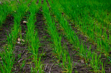 Rows of young wheat on spring