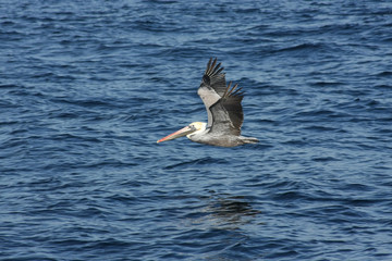 Pelican Flying Over Ocean