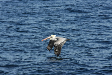 Fototapeta na wymiar Pelican Flying Over Ocean with Wings Down