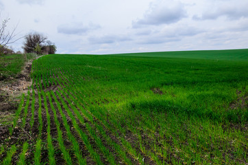 Field of young wheat on spring