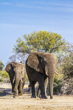 Fototapeta African bush elephant in Kruger National park, South Africa