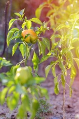 Young ripe green peppers growing in a garden. Farming concept