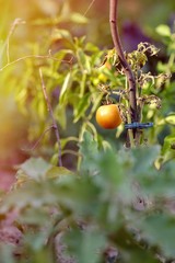 Branch of ripe tomatoes growing in a house farm