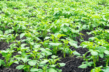 potato bushes