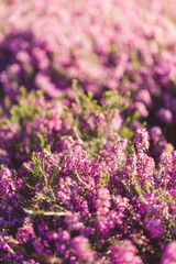 Growing heather in spring garden
