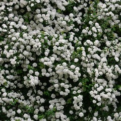 Viele kleine wei&szlig;e Bl&uuml;ten bl&uuml;hen am Spierstrauch - Spiraea