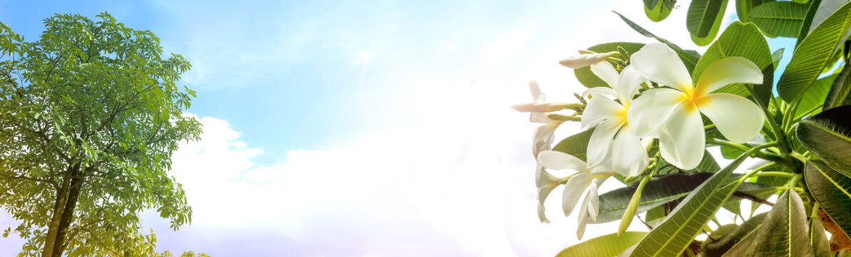 Plumaria flower landscape background