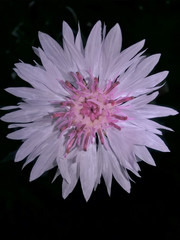 Pink and white cornflower