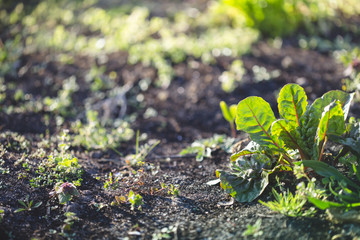 Organic farm, swiss chard plants, selective focus
