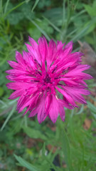 cornflower pink