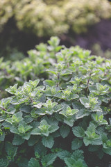 Organic gardening, mint herb plants