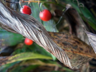 leaves and berries of a lily of the valley in the fall
