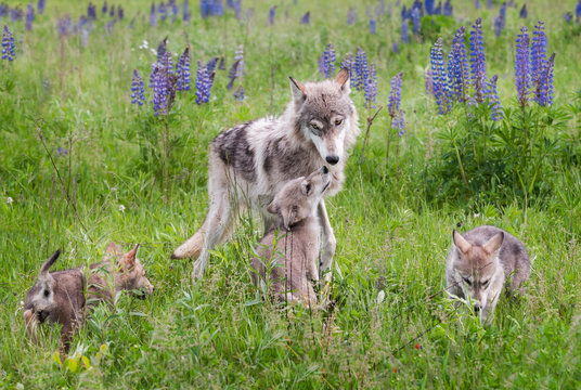 Fototapeta Grey Wolf (Canis lupus) and Pups in Lupin