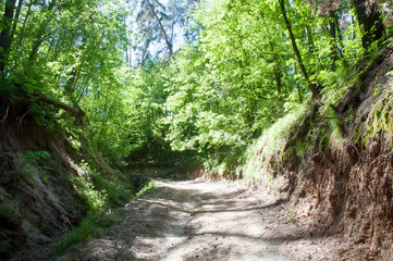 Fototapeta na wymiar Dirt road in spring green forest .
