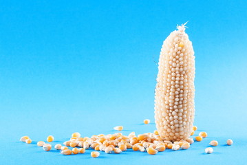 Stalk of raw corn on a blue background © Valerii Dekhtiarenko