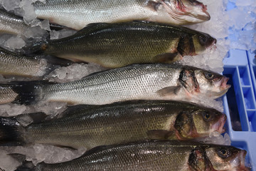 Close-up fresh raw whole  sea Lubina fish on ice bed  of local store .