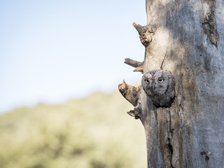 Eurasian scops owl (Otus scops) in its nest on a tree