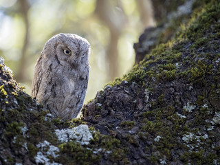 Eurasian scops owl (Otus scops) on a tree in the forest