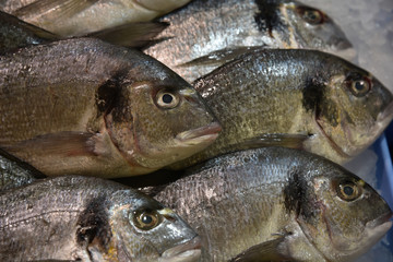 Close-up fresh raw whole  sea fish on ice bed  of local store .