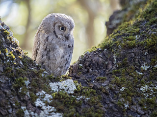 Eurasian scops owl (Otus scops) on a tree in the forest