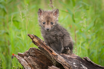 Red Fox (Vulpes vulpes) Kit Sits Atop Log