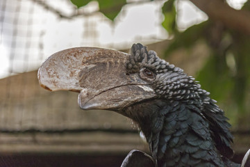 Close up of a Trumpeter Hornbill, Bycanistes bucinator
