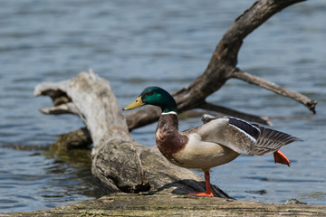Mallard Drake having a morning stretch