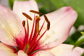 Close up of pink lily and water drops.