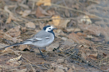 Wagtail on the ground walks