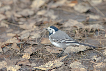 Wagtail on the ground walks