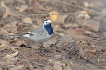 Wagtail on the ground walks