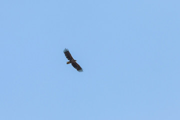 handsome eagle flying high in the sky