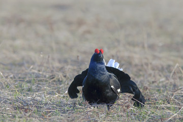 beautiful black grouse
