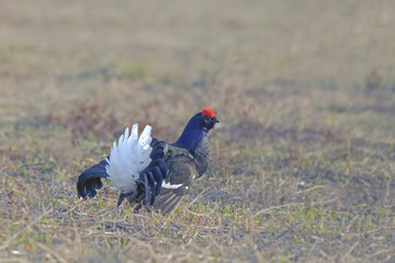 beautiful black grouse