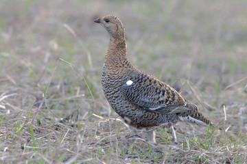 partridge early morning walks in the fields