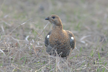 partridge early morning walks in the fields