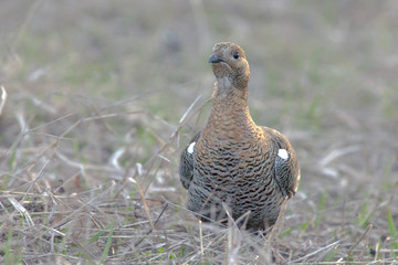 partridge early morning walks in the fields