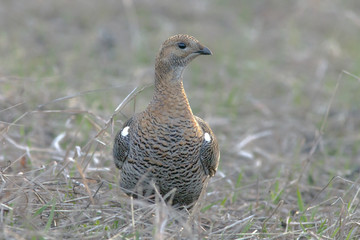 partridge early morning walks in the fields