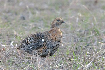 partridge early morning walks in the fields