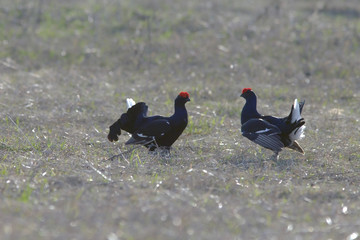 early morning black grouse on a Lek